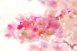Japanese Cherry & Blossom